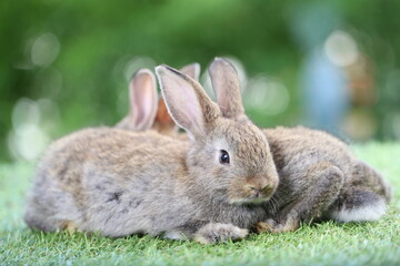Cute little rabbit on green grass with natural bokeh as background during spring. Young adorable bunny playing in garden. Lovely pet at park
