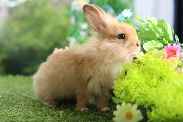 Cute little brown rabbit on green grass with natural bokeh as background during spring. Young adorable bunny playing in garden. Lovely pet at park