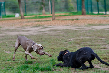 Funny Weimaraner pointing to the game a corso cane dog with an acrobatic pose and looking in the...
