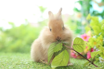 Cute little rabbit on green grass with natural bokeh as background during spring. Young adorable bunny playing in garden. 