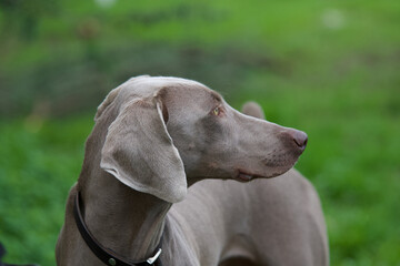 Nice head in profile of a fierce weimaraner dog in wild nature.