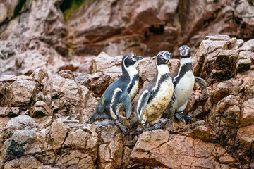 Three Humboldt penguins living in the tropics