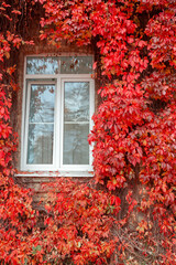 Fototapeta na wymiar Red ivy on a brick wall. Perfect autumn background