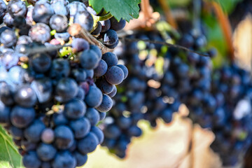 Fototapeta premium Blaue und reife Weintrauben hängend an einem Weinstock im Sommer, close up