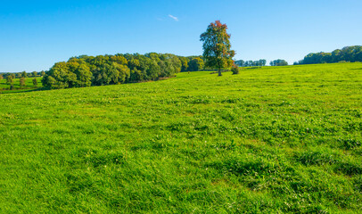 Fields and trees in a green hilly grassy landscape under a blue sky in sunlight in autumn, Voeren, Limburg, Belgium, October, 2022