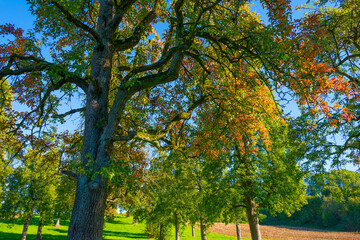 Naklejka premium Fields and trees in a green hilly grassy landscape under a blue sky in sunlight in autumn, Voeren, Limburg, Belgium, October, 2022