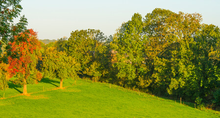 Fototapeta premium Fields and trees in a green hilly grassy landscape under a blue sky at sunrise in autumn, Voeren, Limburg, Belgium, October, 2022