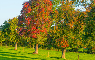 Naklejka premium Fields and trees in a green hilly grassy landscape under a blue sky at sunrise in autumn, Voeren, Limburg, Belgium, October, 2022