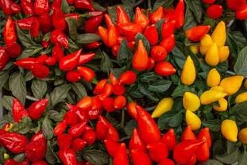 decorative pepper with red and yellow fruits, top view