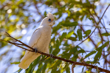 sulphur crested cockatoo perched in a tree, Australia