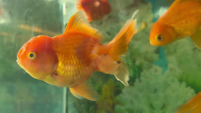 Beautiful closeup footage of goldfish in aquarium. Funny and cute gold fish swimming and opening mouth against school of fishes in water tank at home. Film grain texture. Soft focus. Live camera. Blur