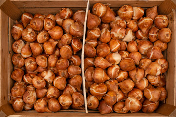 tulip bulbs in wooden boxes at the flower market
