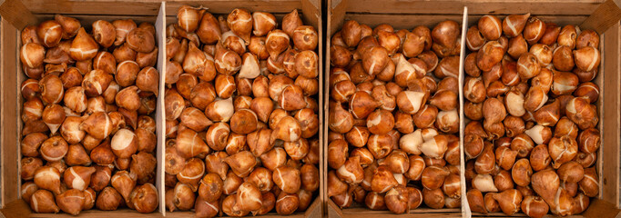 tulip bulbs in wooden boxes at the flower market