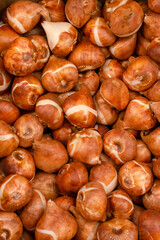 Obraz premium tulps bulbs , close up