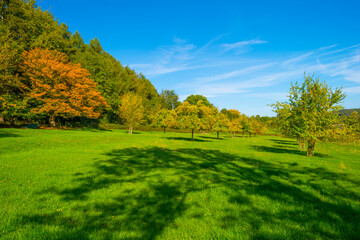 Fields and trees in a green hilly grassy landscape under a blue sky in sunlight in autumn, Voeren, Limburg, Belgium, October, 2022