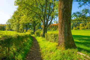 Fields and trees in a green hilly grassy landscape under a blue sky in sunlight in autumn, Voeren, Limburg, Belgium, October, 2022