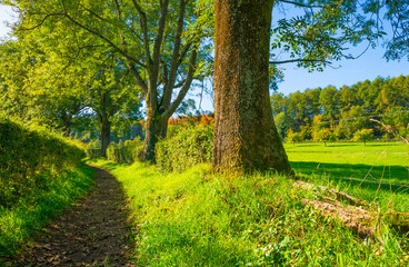 Fields and trees in a green hilly grassy landscape under a blue sky in sunlight in autumn, Voeren, Limburg, Belgium, October, 2022