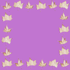 Creative layout of golden autumn leaves on purple background. Flat lay. Season concept.