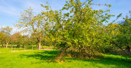 Apple trees in an orchard in a green grassy meadow in bright sunlight in autumn, Voeren, Limburg, Belgium, Voeren, Limburg, Belgium, October, 2022