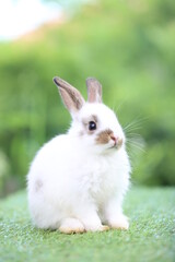 Cute little rabbit on green grass with natural bokeh as background during spring. Young adorable bunny playing in garden. Lovrely pet at park