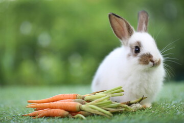Cute white little rabbit on green grass with natural bokeh as background during spring. Lovely pet at park with baby carrot as food.