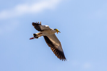 Masked lapwing (Vanellus miles) in flight in the Australian sky