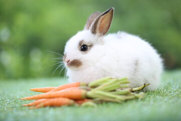 Cute little rabbit on green grass with natural bokeh as background during spring. Lovely pet at park with baby carrot as food.