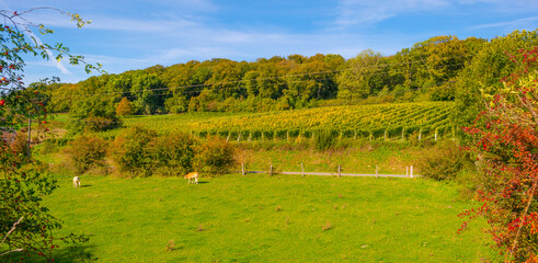 Vines growing in a vineyard on a hill in bright sunlight under a blue sky in autumn, Voeren, Limburg, Belgium, October, 2022
