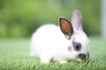 Cute little rabbit on green grass with natural bokeh as background during spring. Young adorable bunny playing in garden. Lovrely pet at park