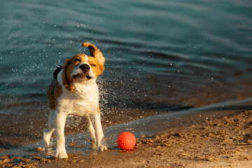 Happy dog with closed eyes standing on beach and shaking off water