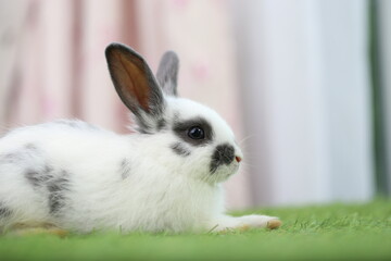 Obraz premium Cute little rabbit on green grass with natural bokeh as background during spring. Young adorable bunny playing in garden. Lovrely pet at park