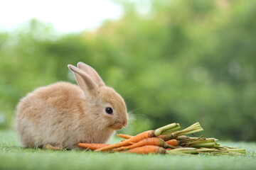 Cute little brown  rabbit on green grass with natural bokeh as background during spring. Lovely pet at park with baby carrot as food.