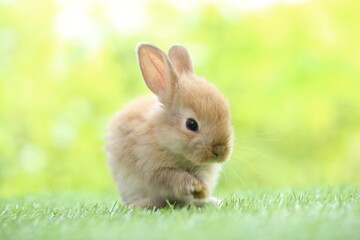 Cute little rabbit on green grass with natural bokeh as background during spring. Young adorable bunny playing in garden. Lovrely pet at park