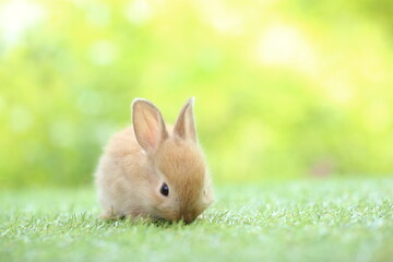 Cute little rabbit on green grass with natural bokeh as background during spring. Young adorable...