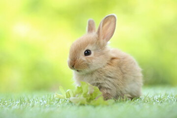 Cute little rabbit on green grass with natural bokeh as background during spring. Young adorable bunny playing in garden. Lovrely pet at park