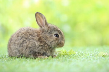 Cute little rabbit on green grass with natural bokeh as background during spring. Young adorable bunny playing in garden. Lovrely pet at park