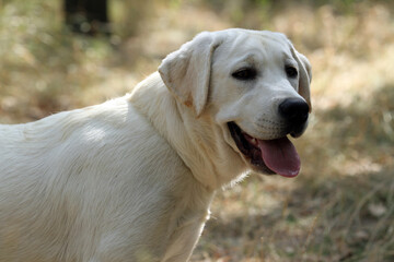 the yellow labrador retriever in summer close up