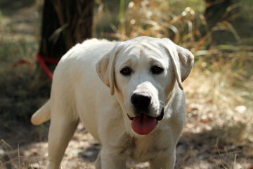nice yellow labrador retriever in summer close up
