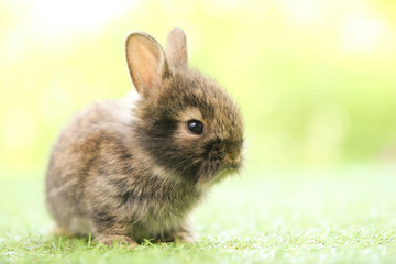 Cute little rabbit on green grass with natural bokeh as background during spring. Young adorable...