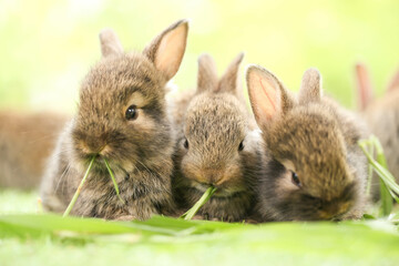 Cute little rabbit on green grass with natural bokeh as background during spring. Young adorable...
