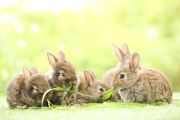 Cute little rabbit on green grass with natural bokeh as background during spring. Young adorable...
