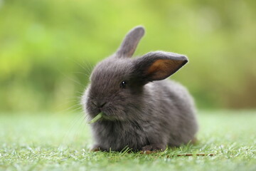 Cute little rabbit on green grass with natural bokeh as background during spring. Young adorable bunny playing in garden. Lovrely pet at park
