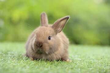 Cute little rabbit on green grass with natural bokeh as background during spring. Young adorable bunny playing in garden. Lovrely pet at park