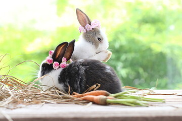 Cute little rabbit on green grass with natural bokeh as background during spring. Young adorable bunny playing in garden. Lovrely pet at park