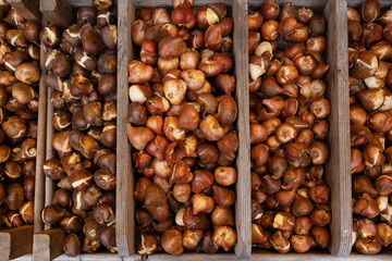  tulip bulbs in wooden boxes at the flower market