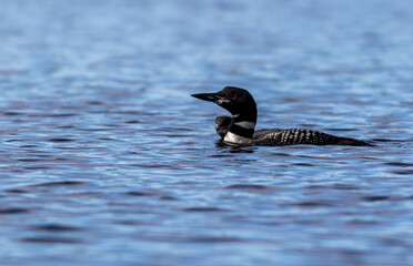 Common Loon, Gavia immer, with juvenile loon in beautiful crystal clear Lake Millinocket, Maine, in early fall