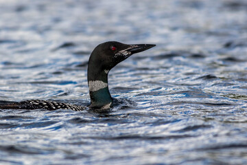 Common Loon, Gavia immer, closeup in beautiful crystal clear Lake Millinocket, Maine, in early fall