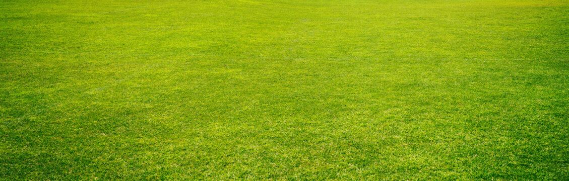 Wide format background image of a green carpet of neatly trimmed grass. Beautiful grass texture on green lawn in nature.