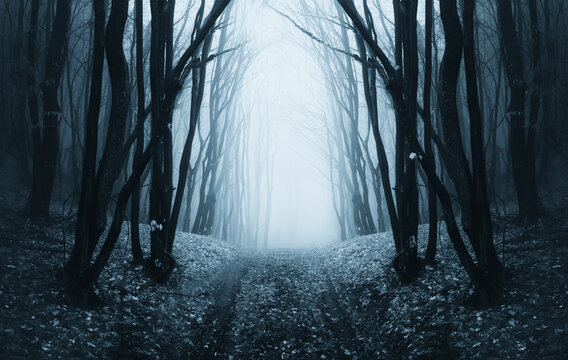 foggy road in dark fantasy woods