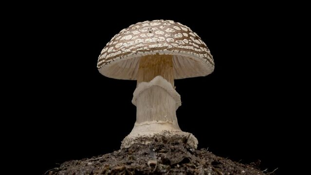 Time Lapse of brown Fly Agaric Amanita muscaria Mushroom toadstool growing on black background. Poisonous fungus with its brown cap grows in autumn forest - time-lapse, close-up.